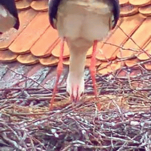 Raddusch Post 2022-04-24.gif