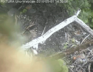 fütterung 2016.gif