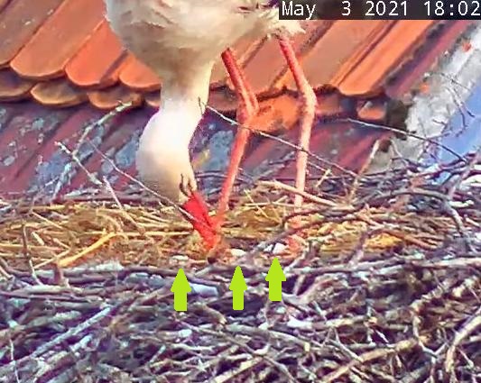 Störche Post 2021-05-03(2).jpg