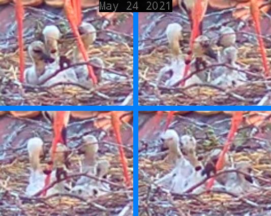 Störche Post 2021-05-24.jpg